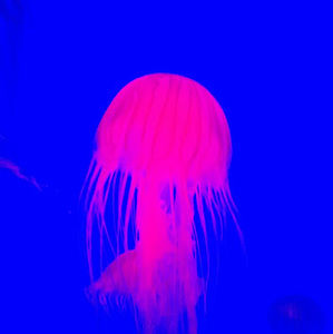 Meet your Posher, The